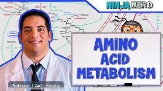 Metabolism  Amino Acid Metabolism [upl. by Lietman]