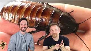 Madagascar Hissing Cockroach The Best Pet Invertebrate with Clint’s Reptiles [upl. by Ellessig]