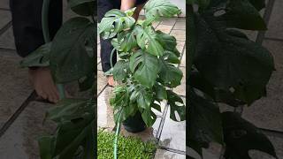 Monstera watering jishnuuthaman keralagarden garden plants [upl. by Saunders869]