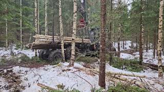 Vimek 870 forwarder logging pulpwood in young forest Sweden 2024 [upl. by Edeline]