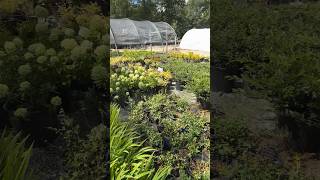 🌱☠️ How plants can SUFFOCATE plants plantingtips nursery plantnursery garden tip plant fyp [upl. by Zzaj]