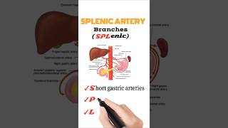 Splenic Artery Branches [upl. by Charyl]