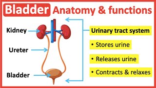 Bladder anatomy amp function🤔  Easy learning video [upl. by Loring]