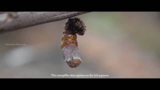 Danaid Egg Fly life cycle by Ramana V Bhusala [upl. by Sivram]