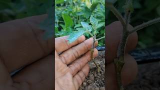 Please dosto like kordo shorts tomato tomato nature viralvideo mirchkikheti shortvideos [upl. by Attecnoc]