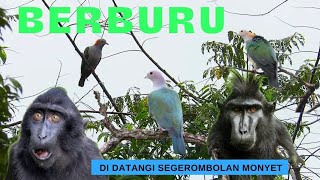 INI PARAH 😱‼️ LAGI ASIK ASIK BERBURU PERGAM  MALAH DI DATANGI SEGEROMBOLAN 🐒🐒🐒 [upl. by Glass]