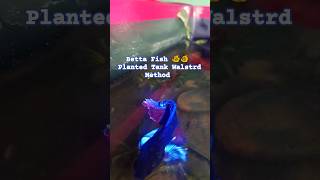 Betta Fish in a Natural Aquarium The Ultimate Guide [upl. by Nirhtak]