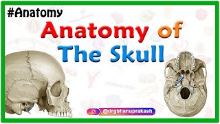 Anatomy of the Skull Norma basalis  Anterior part  Middle part and Posterior part [upl. by Adnolehs287]