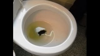 How to improve the power of your wc flush Not enough water to flush stuff away [upl. by Oicirbaf562]