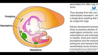 Urogenital formation  Embryology amp Biology  Made easy with Animation [upl. by Blanchard]