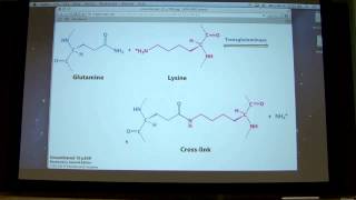 Transglutaminase main reaction crosslinking or transamidation by Kevin Ahern [upl. by Erlina]