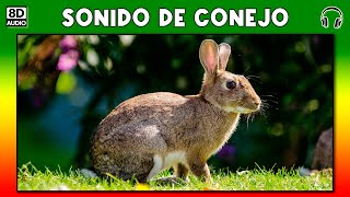 SONIDO DE CONEJO 🐰 [upl. by Nannette261]