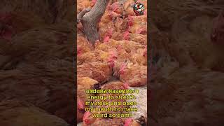 Restoring Health Natural Remedies for Our Chickens Chickenfarm69 ChickenHealth PoultryCare [upl. by Schultz]