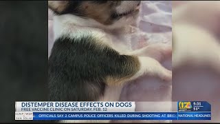 Distemper disease effects on dogs [upl. by Brower]