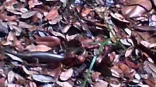 Broadheaded skink [upl. by Toshiko673]