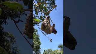 🦥ThreeFingered Sloth Attempting to Cross a River [upl. by Aracot]