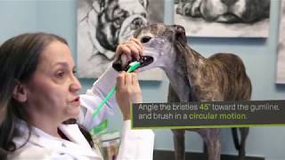 How to Brush your Dogs Teeth [upl. by Acinaj]