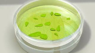 Class 10 ch How Do Organism Reproduce Tissue Culture [upl. by Frohne]