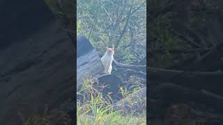 Rain What rain there are mouses Hunting WetFur WoodPile Michigan Salvador [upl. by Anayhd]