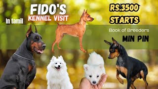 Miniature pinscher puppies for sale  European doberman pinscher Dogs pets sales tirupur coimbatore [upl. by Izabel950]