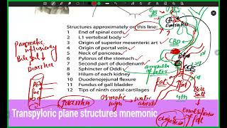 Transpyloric Plane and Anterior Abdominal Wall Layers [upl. by Solenne]