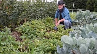 Le Potager du Paresseux  Finalement cela donne quoi cette saison 2017  19 août 2017 [upl. by Ziom881]