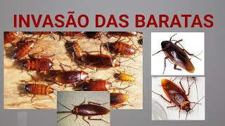 Invasão de Baratas Voadoras na Casa durante churrasco da família no Domingo [upl. by Yoshi]