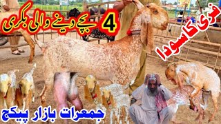 19 tarikh 2024 Dhani wal 32 Bakriyan ka lot Makkhi Chani pregnant Goat  asadandbabaazizgoatfarm [upl. by Aydin370]