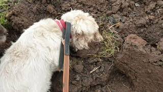 680 rats caught with Terriers on chicken farm [upl. by Savdeep]