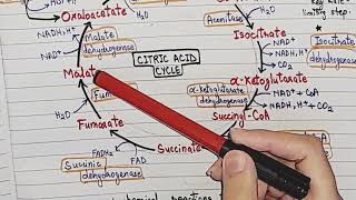 Krebs cycle  glucosemetabolism  biochemistry [upl. by Ilek640]