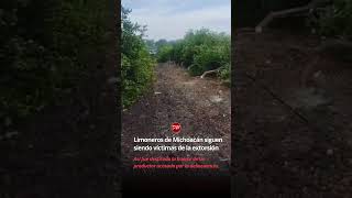 Limoneros son víctimas de extorsión en Michoacán así fue destruida la huerta de un productor [upl. by Yank]