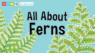 All About Ferns [upl. by Ayala]