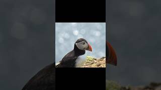 We travelled to Skomer puffin island 🏴󠁧󠁢󠁷󠁬󠁳󠁿 shorts travel [upl. by Wendall]