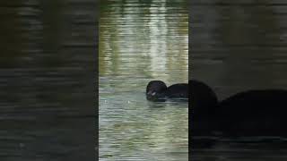 Grebe Eats A Goldfish Shorts [upl. by Cassella]