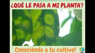 Enfermedades de plantas manchas en citricos hablando de la leprosis de los citricos [upl. by Ttevy]