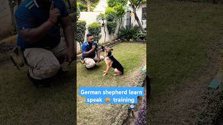 German shepherd learn speak 🙊 training session 274 shorts [upl. by Novat]