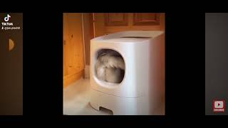 funny moment cats farts ever but robot sound 🤣🤣🤣🤣🤣🤣🤣🤣 [upl. by Moyers]