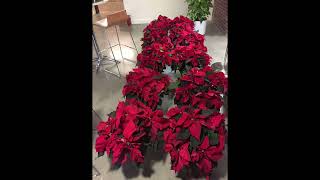 Holiday trees scenes poinsettias Plantscape Designs massachusetts [upl. by Yerot808]