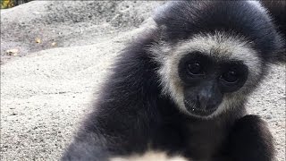 Kopi is a Gibbon Toddler on the Move [upl. by Giddings754]