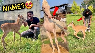 Nilgai Ke bacche Ko Pakad Kr Dost Bna Liya 😍Naam Kya Rakha [upl. by Molloy]