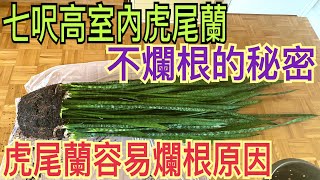 為你揭開七呎高窒内虎尾蘭Sansevieria 一個不爛根的秘密。虎皮兰 虎尾兰 虎尾蘭 虎尾蘭爛根 虎尾兰烂根 虎皮兰烂根 ￼虎皮蘭 ￼虎尾蘭怎麼養 虎皮蘭怎麼養 虎尾蘭種植 [upl. by Medea]