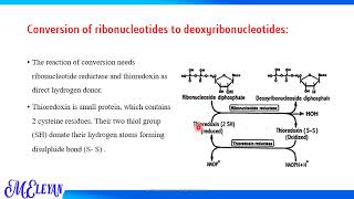 Biosynthesis and Degradation of Nucleotides part 3 [upl. by Aikyn894]