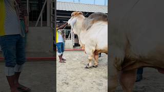 Biggest American Brahman Bull mr v8 962  7 from Sadeeq Agro Brahman Ranch  Biggest Cow 2024 [upl. by Marquez]