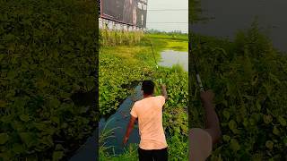 Best village fishing video fishing [upl. by Marrin107]