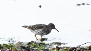 Paarse Strandloper purple sandpiper [upl. by Paulson]