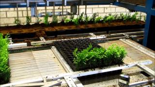 TTA MIDI Transplanting Conifers from 144 cells tray to P9 [upl. by Ephram487]