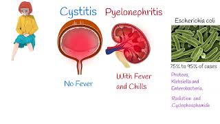 Cystitis Symptoms and treatment Painful urination Frequent urination [upl. by Spiegel]