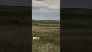 Pronghorn on the plains wildlife [upl. by Einahteb889]