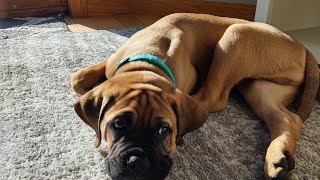 Bullmastiff  10 week old bullmastiff plays with kids [upl. by Enelam]