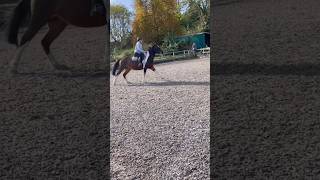 skippy has now become a dragon 😭 flatwork horse equestrian horseriding canter edit skewbald [upl. by Noyar8]